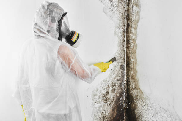 Best Emergency Mold Removal  in Quanah, TX