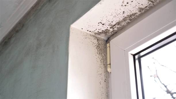 Best Mold Cleaning Services  in Quanah, TX