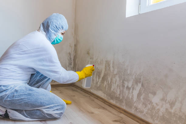 Best Toxic Mold Removal  in Quanah, TX