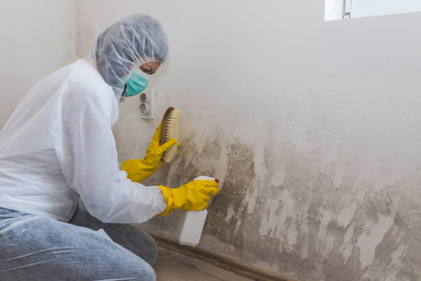 Best Attic Mold Removal  in Quanah, TX
