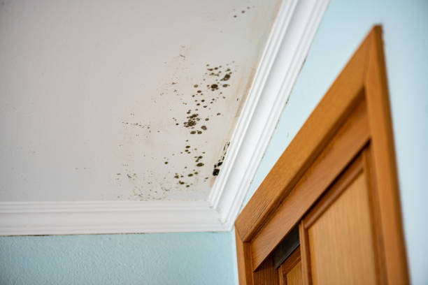 Best Same-Day Mold Removal  in Quanah, TX