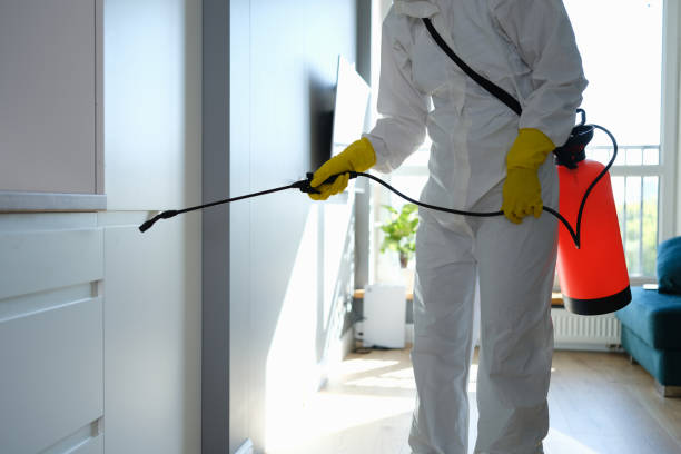 Best Certified Mold Removal  in Quanah, TX