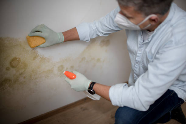 Best Affordable Mold Removal  in Quanah, TX