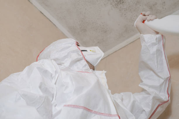 Best Mold Remediation  in Quanah, TX