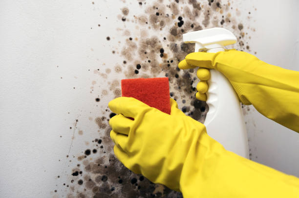 Best Commercial Mold Removal  in Quanah, TX