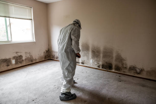 Best Mold Removal Company Near Me  in Quanah, TX