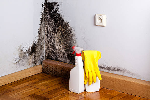 Certified Mold Removal in Quanah, TX