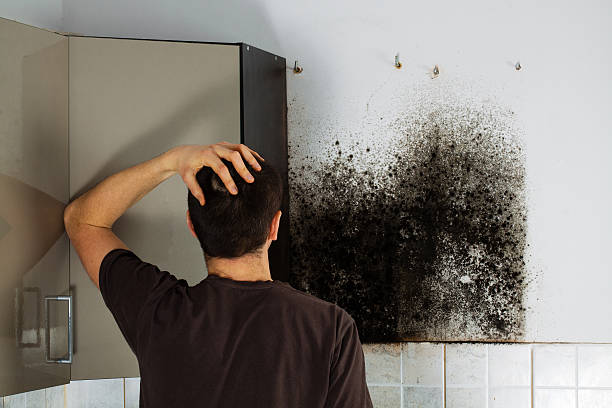 Best Professional Mold Removal  in Quanah, TX
