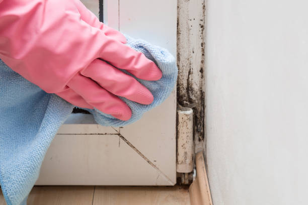 Best Mold Removal Near Me  in Quanah, TX